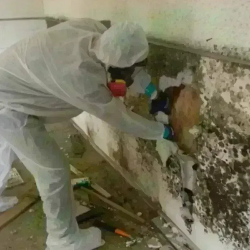 Mold Remediation and Removal in Hollis, OK